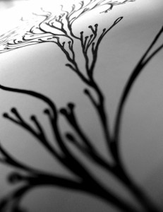 09-04-30  possible 04 photo2